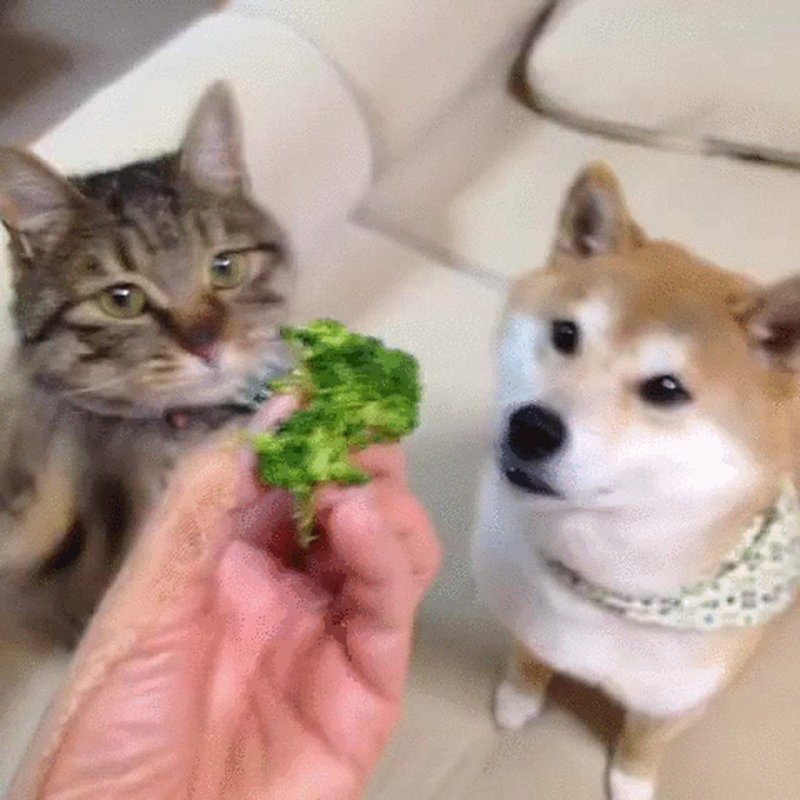 Кот и брокколи Мем