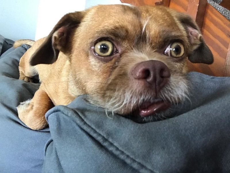 Смешные собаки