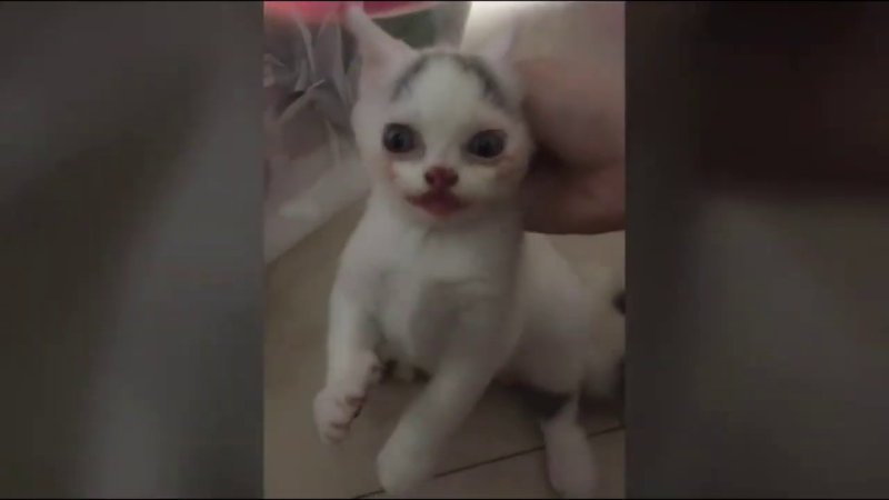 Котенок ест Арбуз Джокер