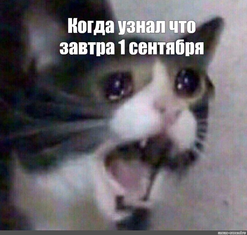Кот плачет Мем