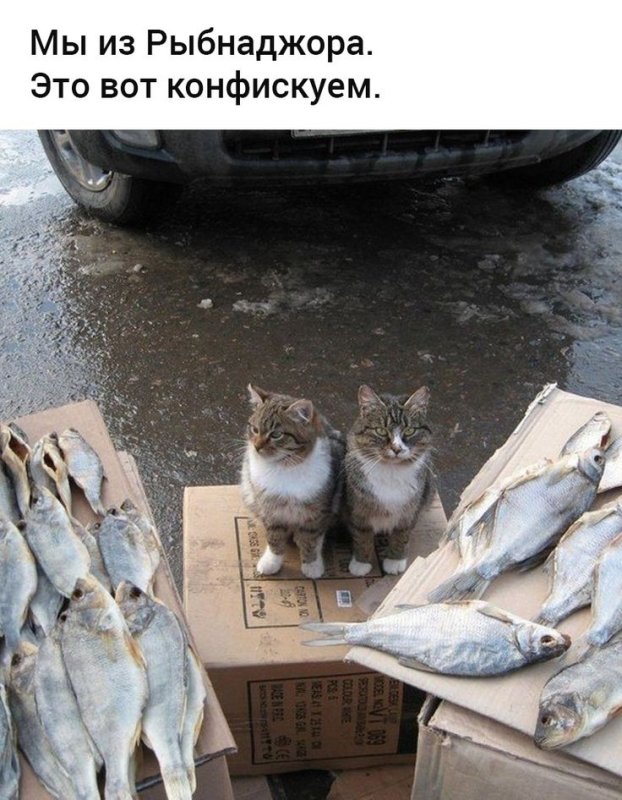 Вы рыбу продаете