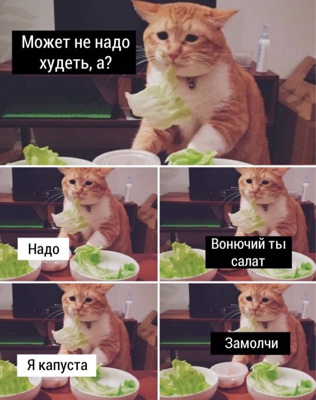 Кот на дие е