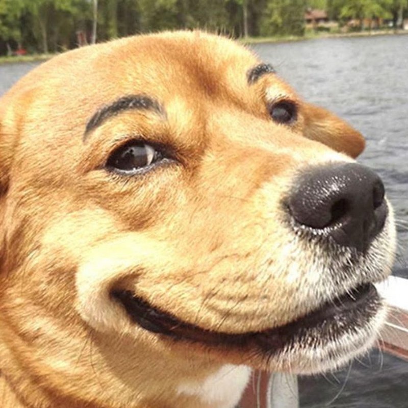 Удивленный пес Мем