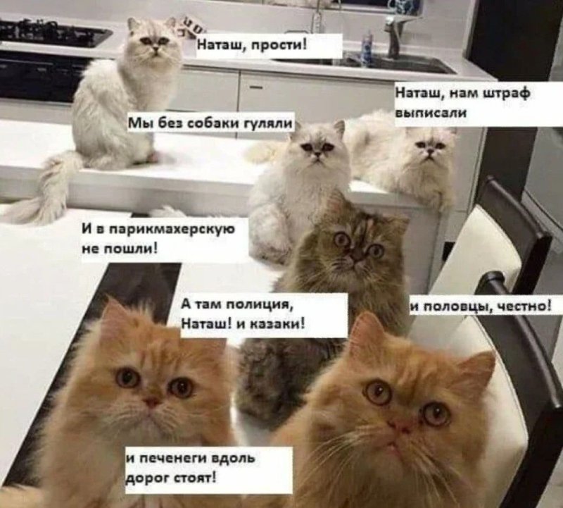 Наташа и коты мемы