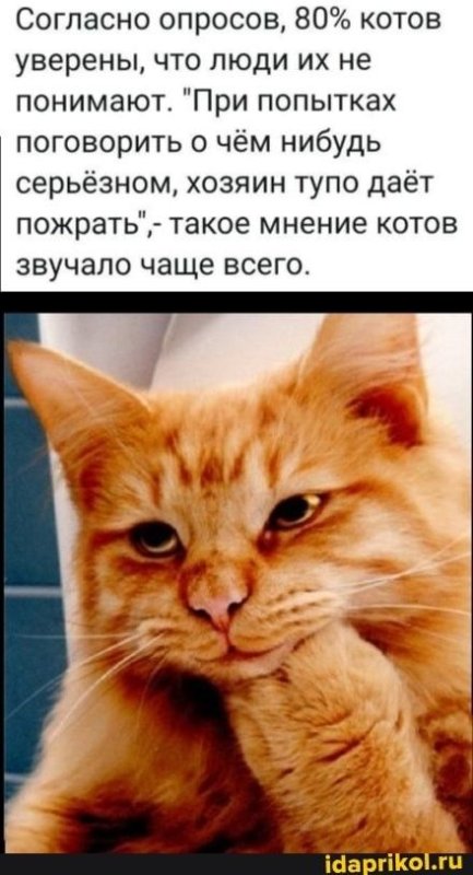 Кот задумчивый