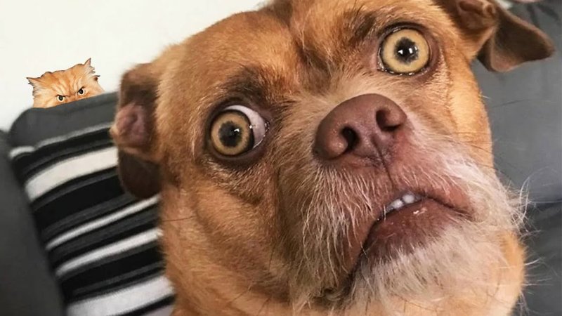 Собачка с выпученными глазами