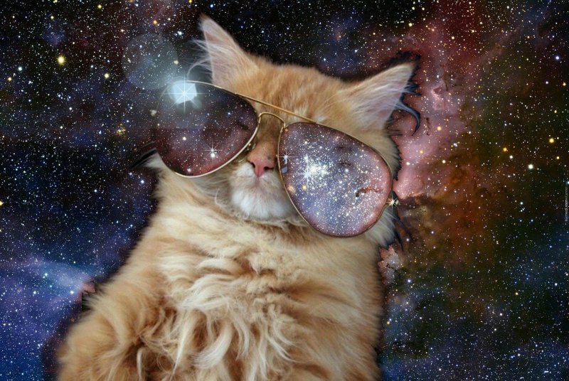 Коты в космосе