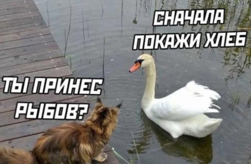 Рыба принесли