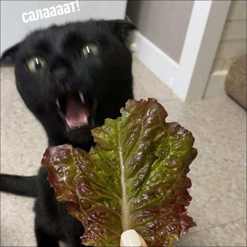 Мемы про салат