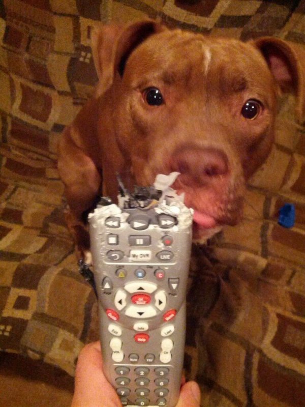 Собака сгрызла пульт