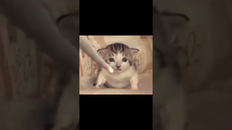 Котенок взрывается