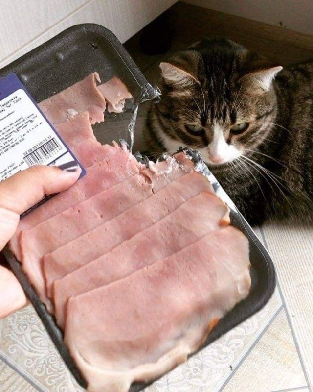 Смешные коты с колбасой