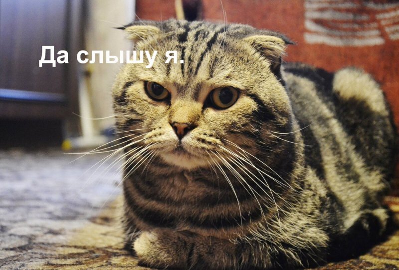 Кот с подозрением