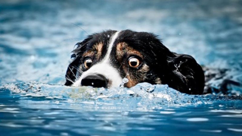 Собака тонет