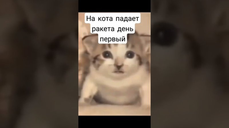 Летающий кот Мем