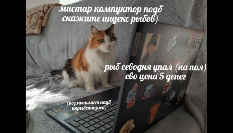 Аватарки с котиками мемы