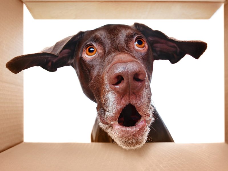 Морда собаки