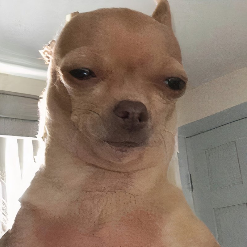 Прищуренная чихуахуа