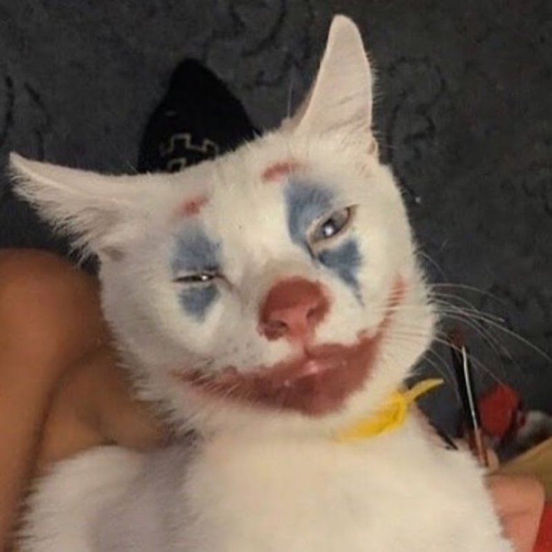 Котик Джокер Мем