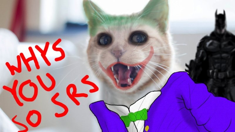 Кошка Джокер