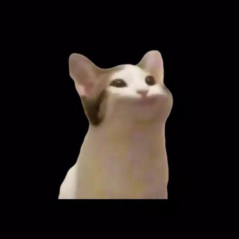 Поп кот Мем