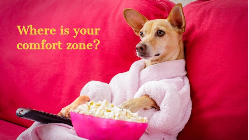 Домашние животные собака