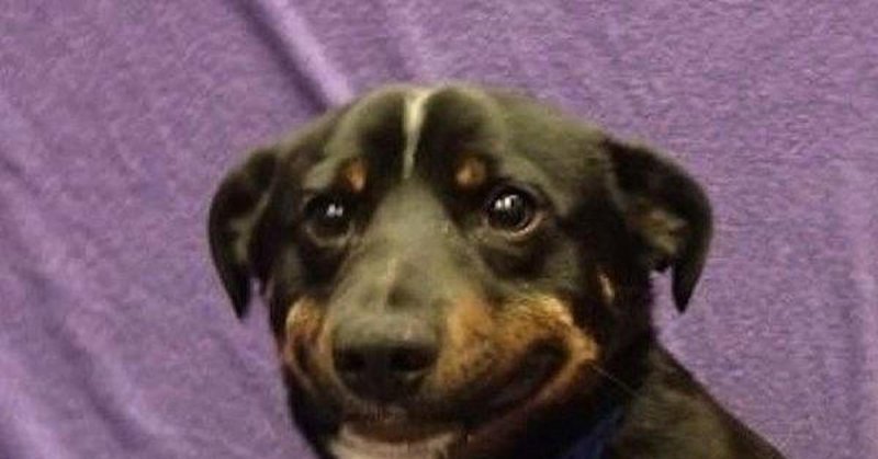 Мемы с собаками