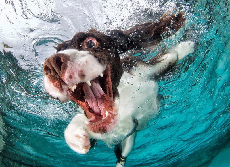 Собака под водой