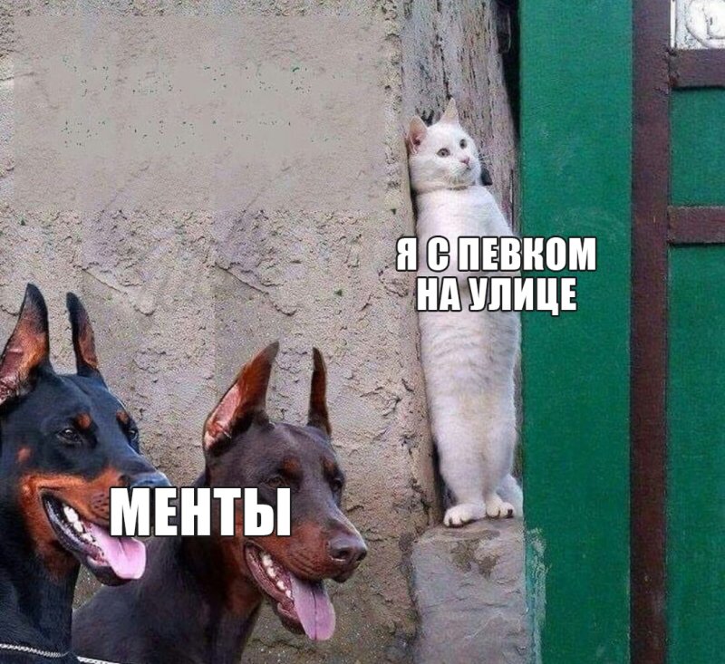 Мемы с собаками