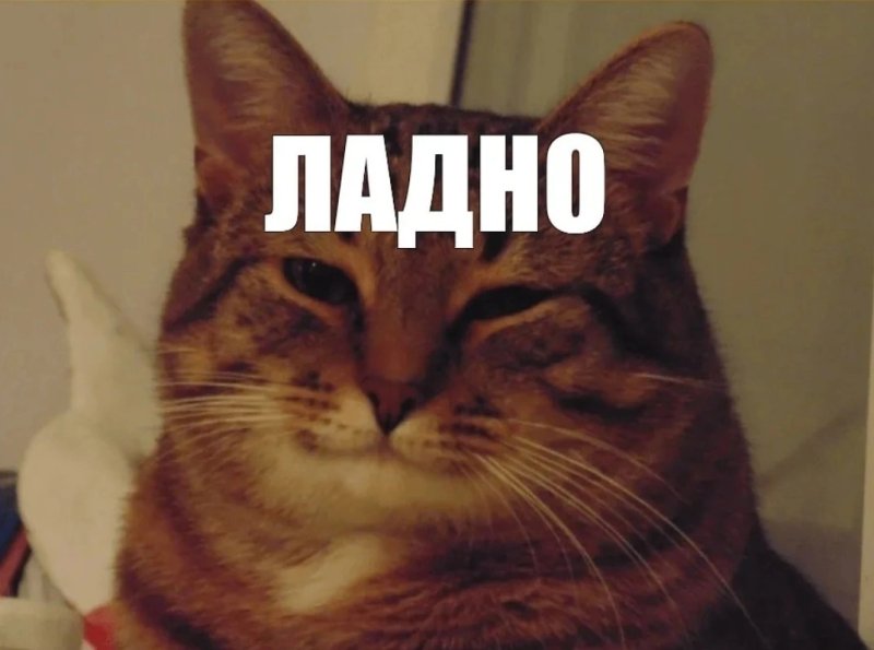 Мемы с котиками