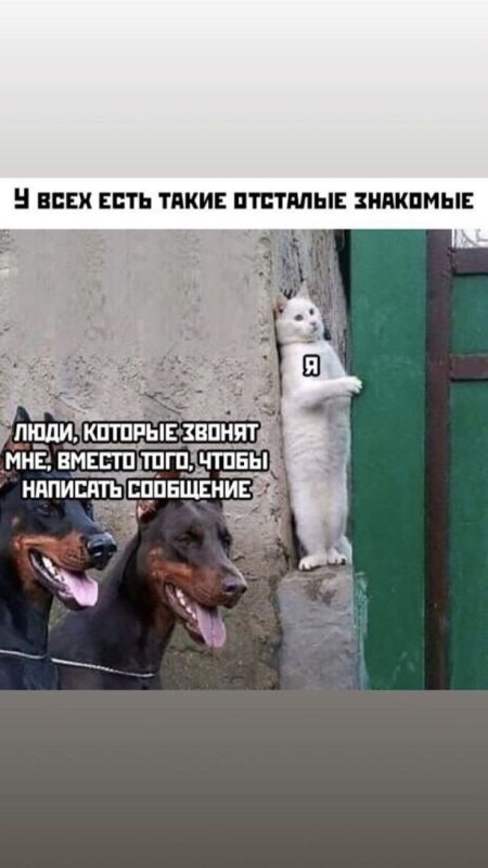 Кот прячется от собак за углом