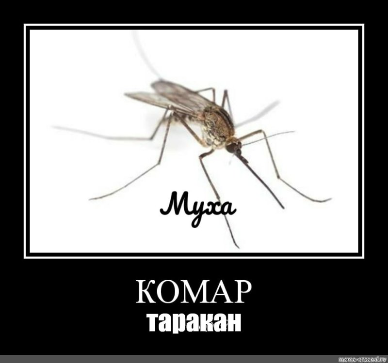 Насекомые Мем