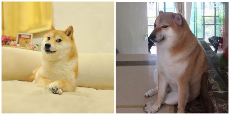 Сиба-ину Doge