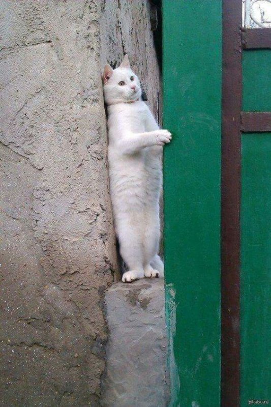 Котенок прячется