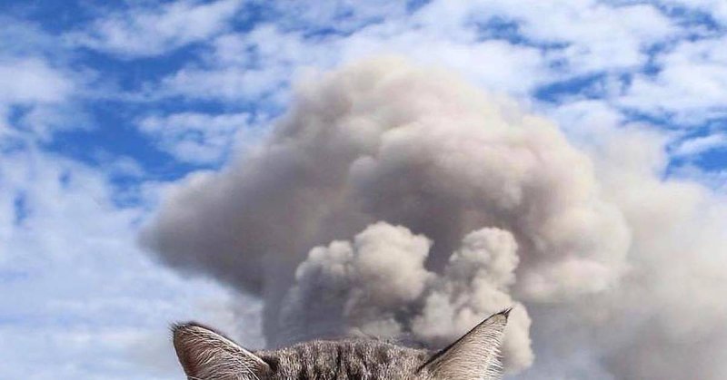 Кот на фоне взрыва