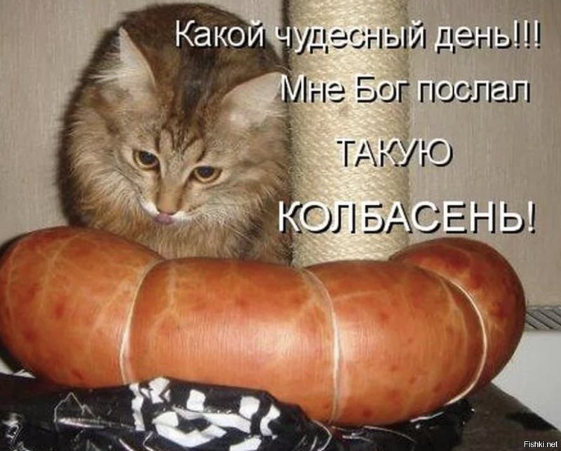 Кошка с сосисками