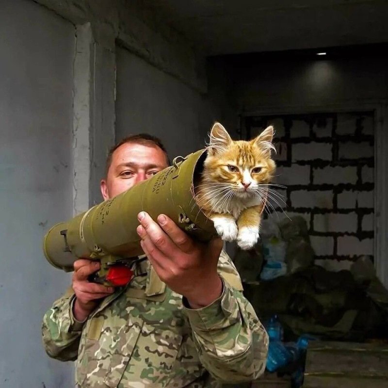 Боевые коты