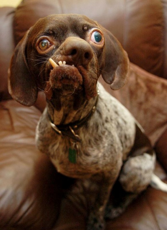 Самая страшная собака в мире