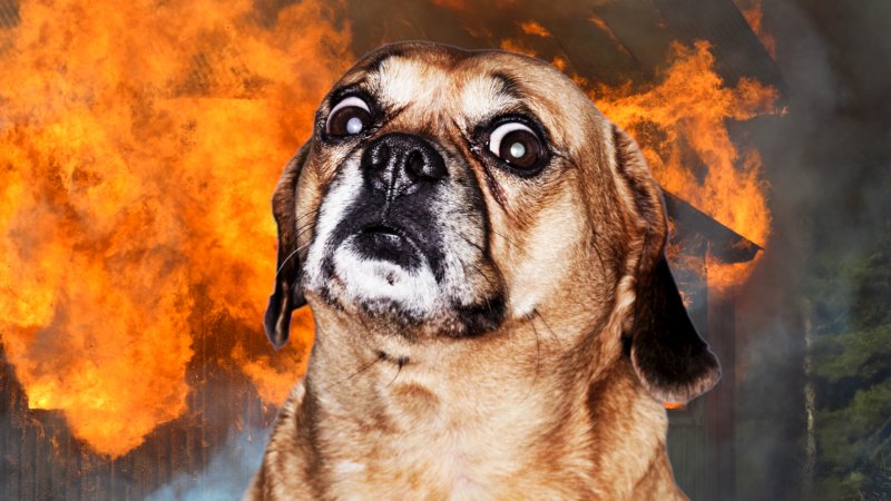 Пес в пожаре