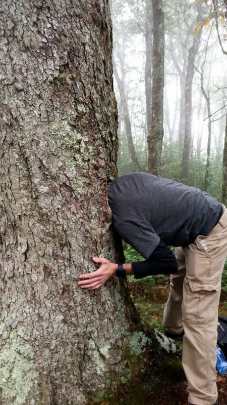 Деревья в лесу