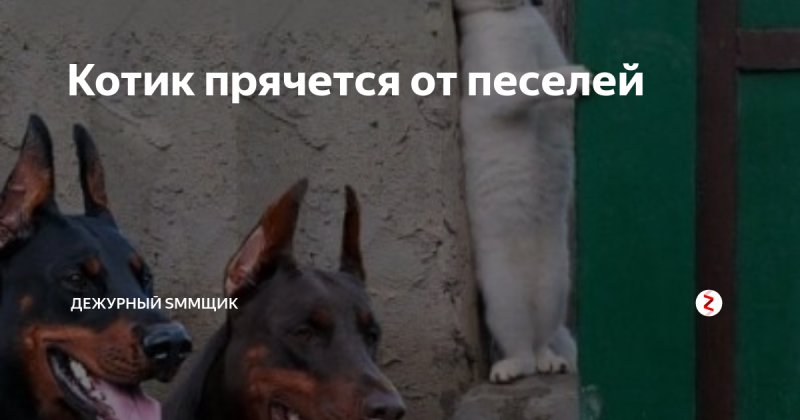 Кот прячется от доберманов