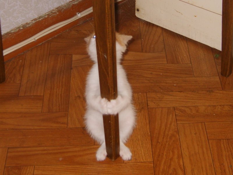 Кошка спряталась