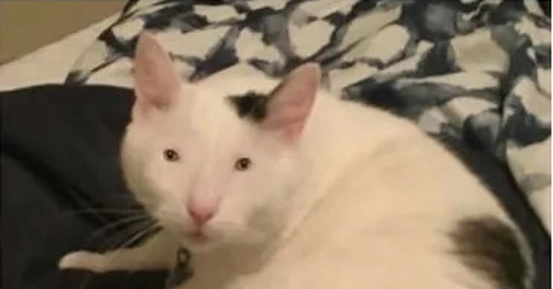 Кот с маленькими глазами Мем