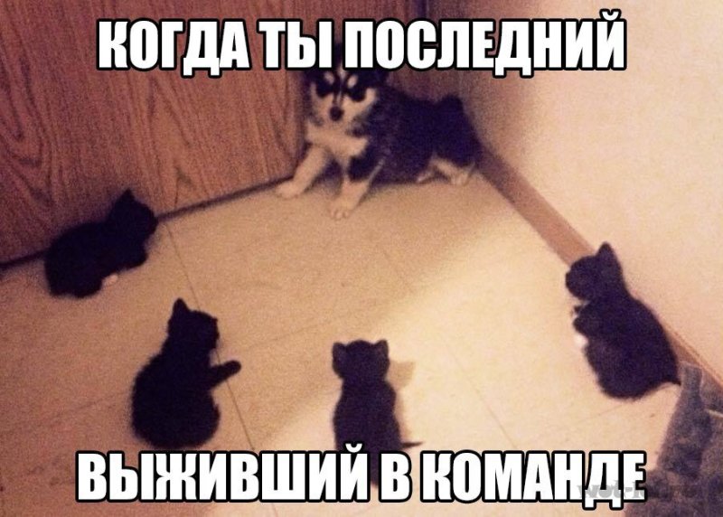 Кошка загнанная в угол