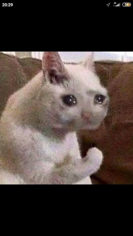 Смешной Плачущий кот