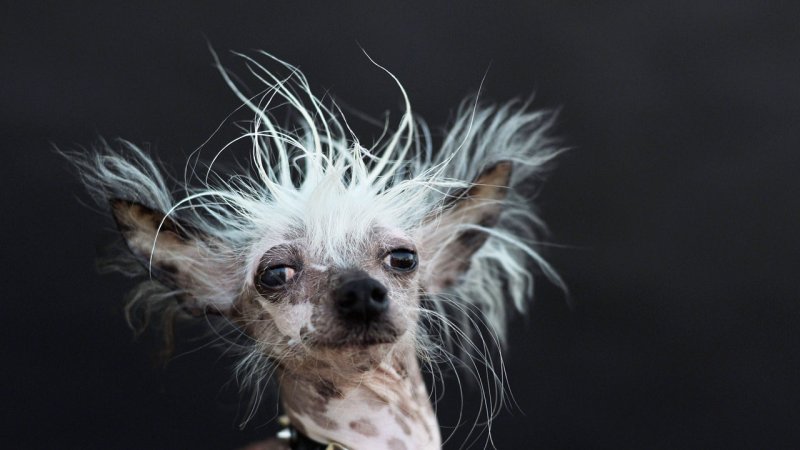 Китайская хохлатая сутулая