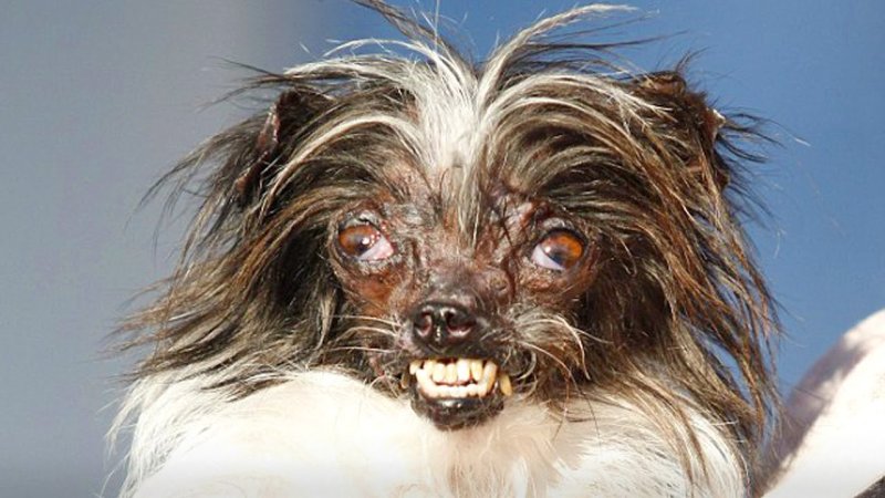 Китайская хохлатая сутулая