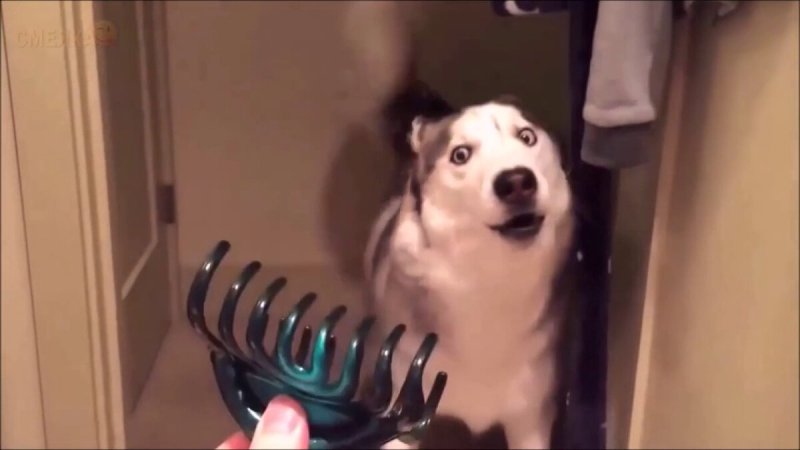 Собачка испугалась