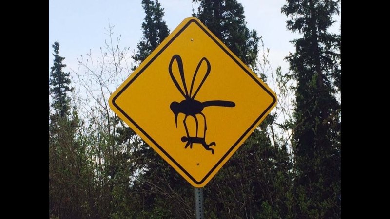 Лесной комар