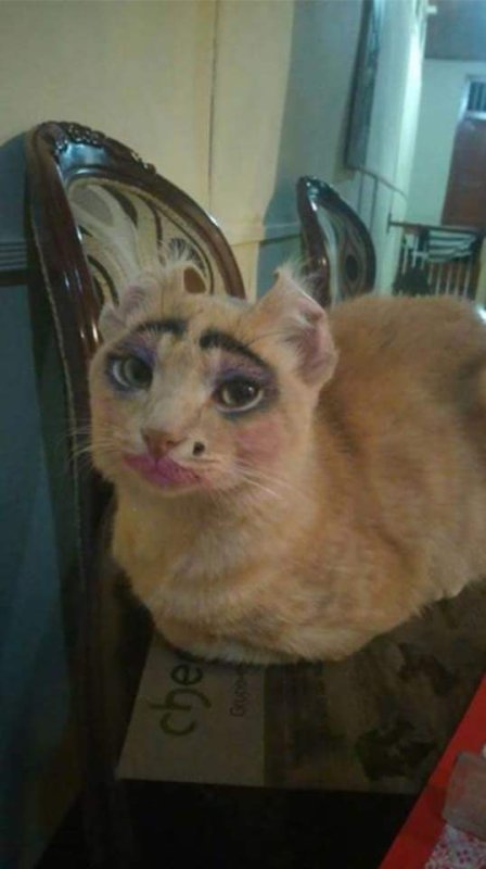 Накрашенный кот Мем